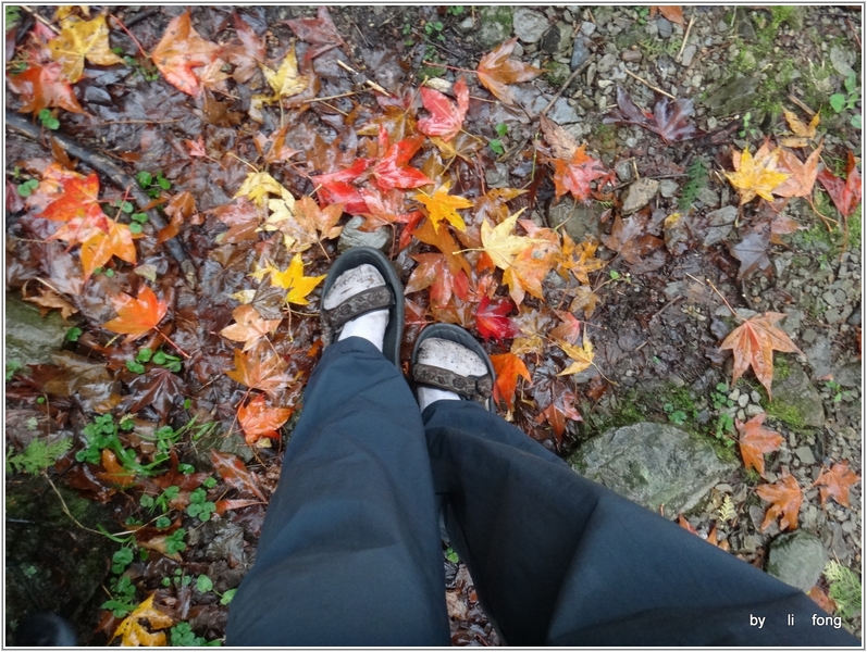 2012-12-01 13-21-29大雪山楓紅已落盡.JPG